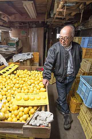 湘南ゴールドは毎年３月上旬頃までに収穫され、一定期間貯蔵されてから出荷となる。販売は主に４月中旬頃まで。上品な甘さ、華やか＆さわやかな香りが特徴の神奈川を代表する柑橘。