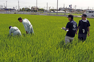 JAさがみの職員さんが稲の草丈や株数などを計測し、それを泉橋酒造・栽培醸造部の犬塚晃介さんが記録しています。