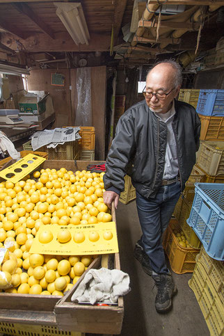 湘南ゴールド栽培農家　鈴木裕章さん