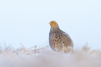 Foto: (NABU/H. Hirsch) Rebhuhn
