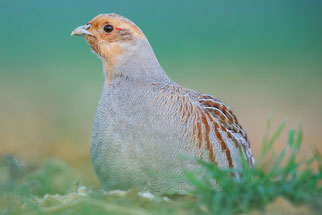 Foto: (NABU/H. Hirsch) Rebhuhn
