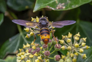 Foto: (NABU/U. und K. Klein) Aisatische Hornisse