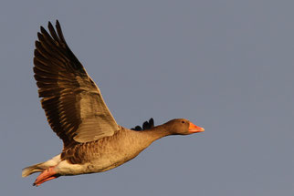 (Foto: © C. Moning)