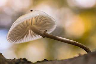 (Foto: © NABU/ Frank Langheim)