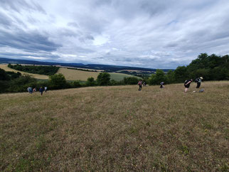 Magerrasen auf den Sieben Bergen (Foto: © Lennard Thale-Bombien)