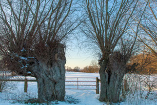 Winterliche Kopfweiden; Copyright: NABU/Winfried Rusch