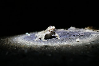 Foto: R. Pietsch