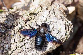 Xylocopa violacea. Foto: naturgucker.de/Christoph Armbruster