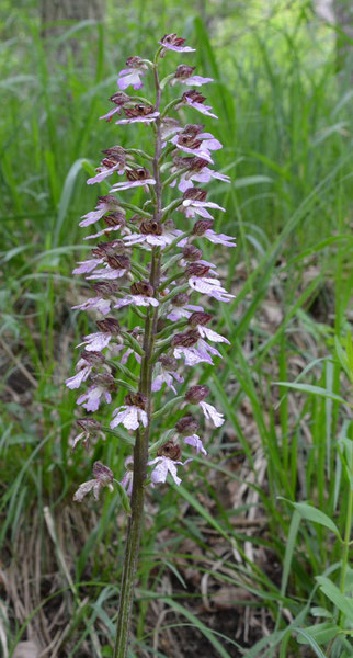 PurpurKnabenkraut - Foto: NABU Boxberg