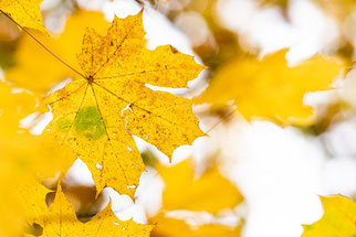 Die helle Seite des Herbstes. Michael Rüffer