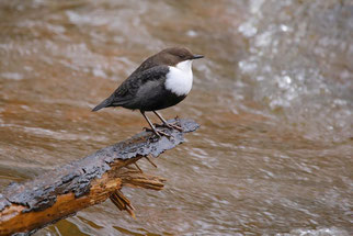 Wasseramsel. Michael Joost