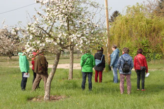 Foto: Obstblüte und NABU-Frühjahrswanderung (2022)