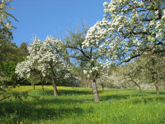 Obstbäume in voller Blüte. Copyright: Hannes Huber.