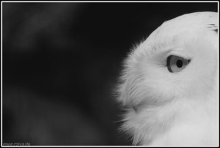 Bubo scandiacus#Schneeeule#Porträt#swRoland Valter#rolva#Natur-Fotografie#Aachen 
