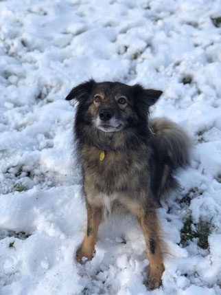 Hund im Schnee