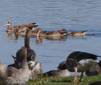 2 Nilgans (Alopochen aegyptiaca) mit 3 junge