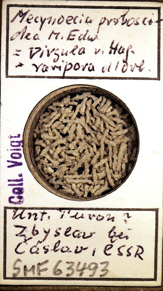 Senckenberg, Bryozoa, Bryozoen, Moostierchen, Sammlung Voigt