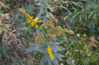 Goldrute mit gelber Blüte