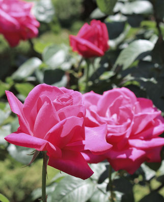 貴なローズピンクの薔薇”マリア・カラス”