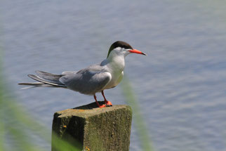 Flussseeschwalbe (Foto: Achim Borck)