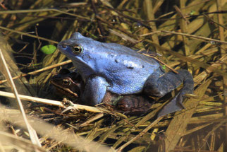 Zur Paarunszeit sind die Moorfrosch-Männchen leuchtend blau gefärbt. (Foto: Achim Borck)