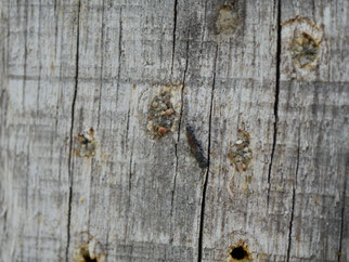 Eine Löcherbiene hat mit kleinen Steinchen ihre Brutröhre verschlossen. (Foto: Dennis Haseloh)