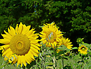 Sonnenblumenfeld in der Nähe von Burghausen