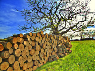 frischer Holzstoß in Altenkirchen im Mai