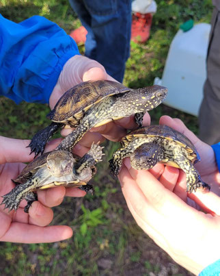 Sumpfschildkröte