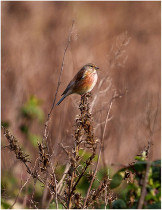 Bluthänfling Foto: Olaf Lübke