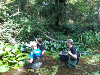 Freiwillige im Teich