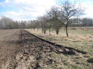 Streuobstwiese an Moorlöcher Teichen März 2018