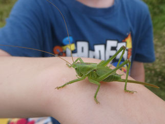 Heupferd auf der Hand eines Kindes