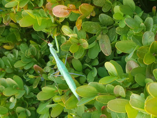 Gottesanbeterin Foto: Markus Barth