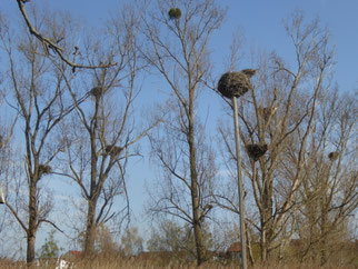 Storchenkolonie bei Berkach