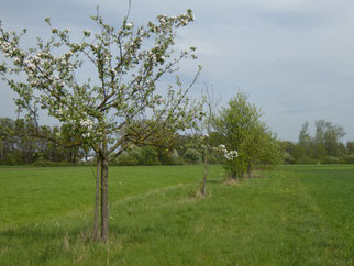 Gehölzschutzstreifen zwischen Groß-Gerau/Dornheim und Berkach, Foto NABU GG