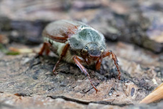 Maikäfer Foto: Stefan Schawo