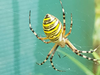 Wespenspinne Foto: Jochen Struch