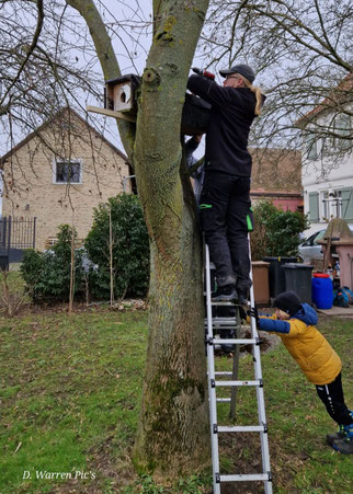 Zwei neue Steinkauzröhren in Nähe Stockstadt und einer in Nähe Leeheim