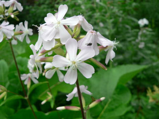 Seifenkraut, Foto Christoph Buchen