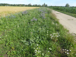 Blühstreifen Nähe Eisenbahnbrücke bei Berkach