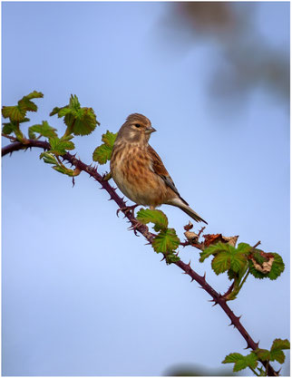 Bluthänfling Foto Olaf Lübke