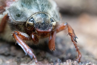 Maikäfer Foto: Stefan Schawo