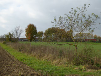 Streuobstwiese in den alten Rödern, Eigentum NABU Groß-Gerau / Berkach