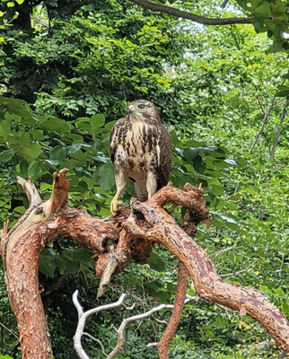 Mäusebussard