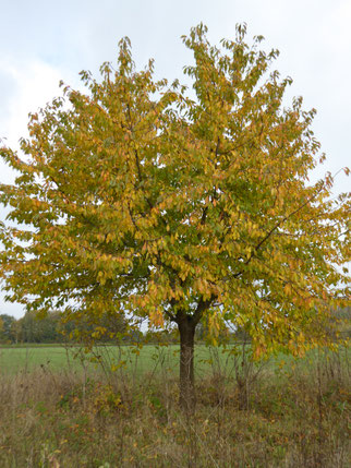 Streuobstwiese in dem alten Wasen, Eigentum NABU Groß-Gerau / Berkach