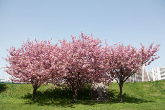 北海道　豊平川　河川敷の三本桜