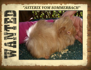 Asterix vom Sommerbach