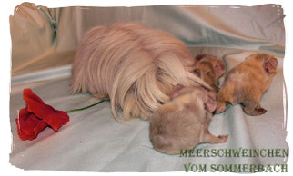 Malin mit ihrem G-Wurf Grace, Ginger, Gutemine