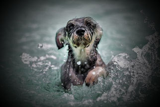 chien dans l'eau par coach canin 16, votre éducateur canin en Charente